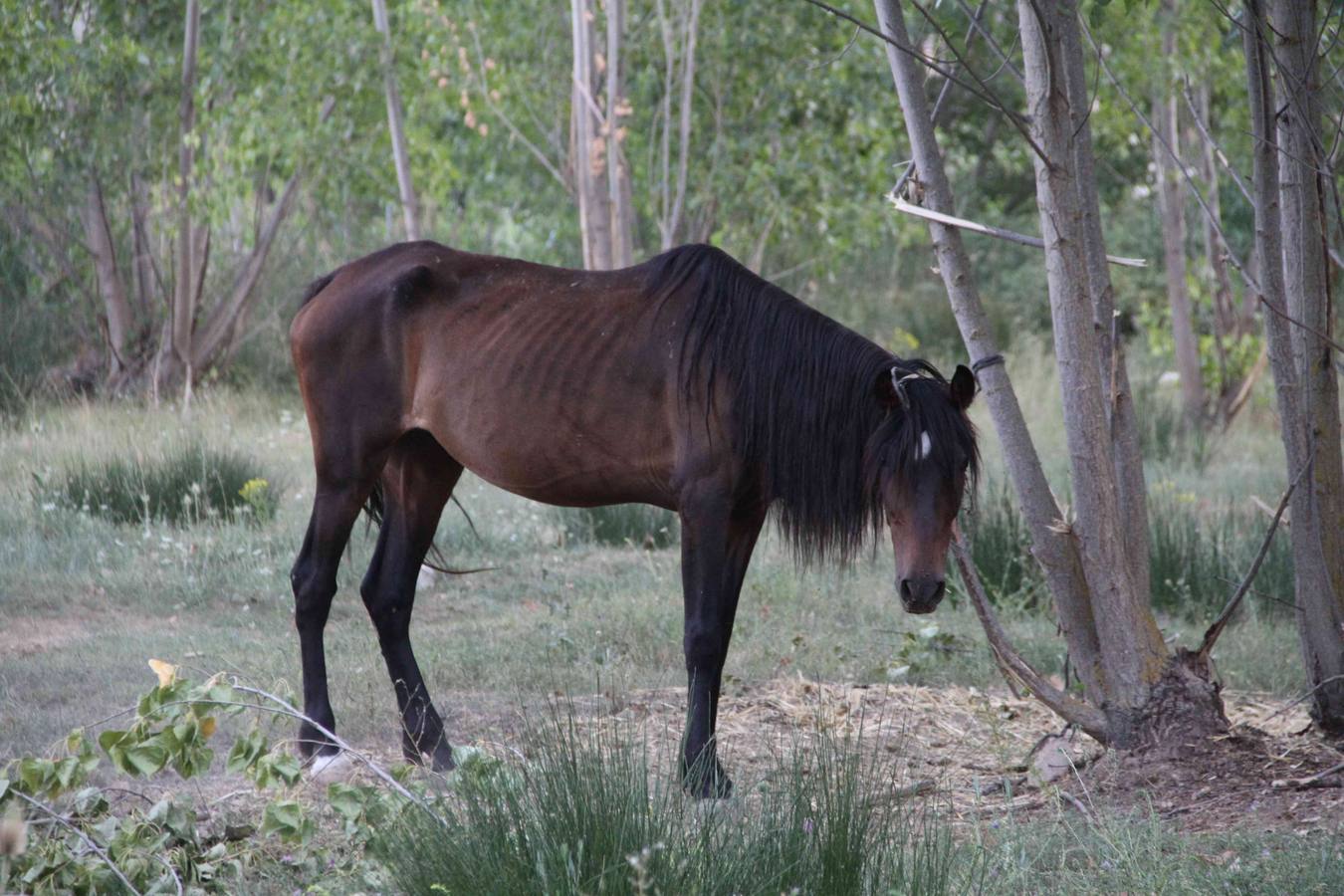 Los caballos abandonados de Manzanillo (Valladolid)