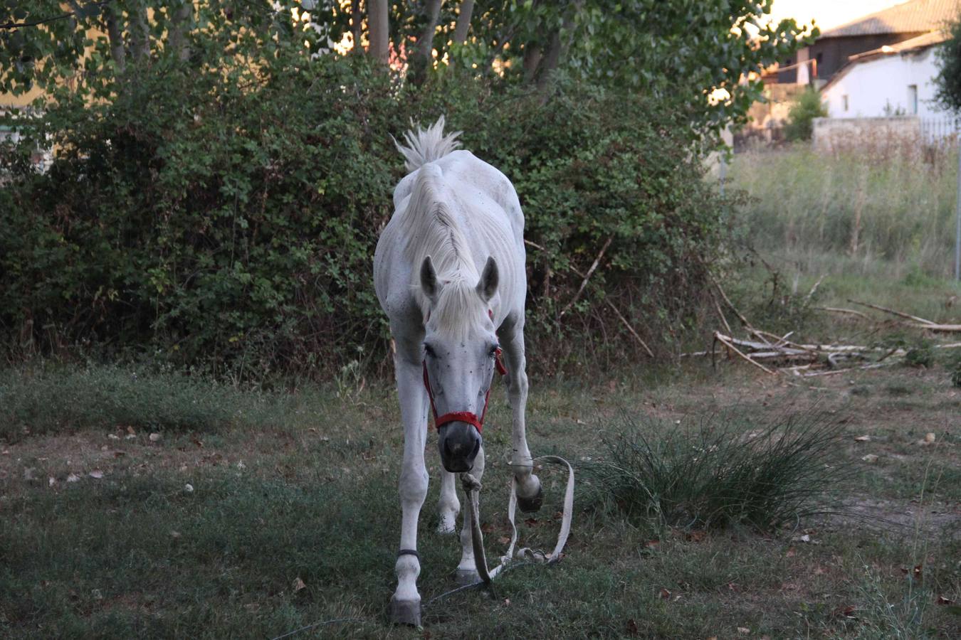 Los caballos abandonados de Manzanillo (Valladolid)