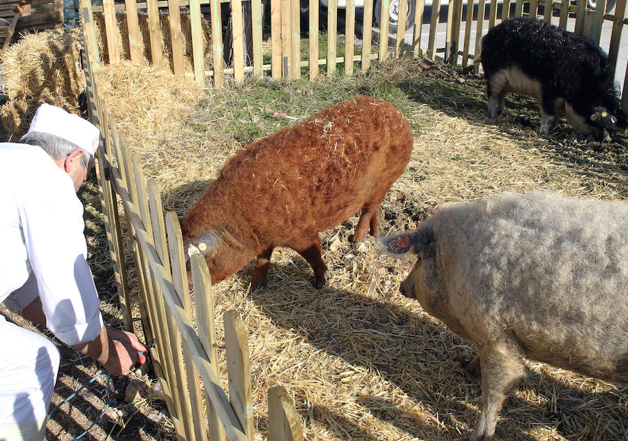 Matanza del cerdo mangalica en Carbonero el Mayor (Segovia)