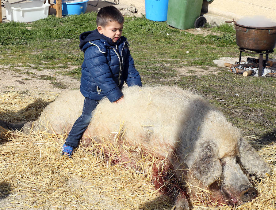 Matanza del cerdo mangalica en Carbonero el Mayor (Segovia)