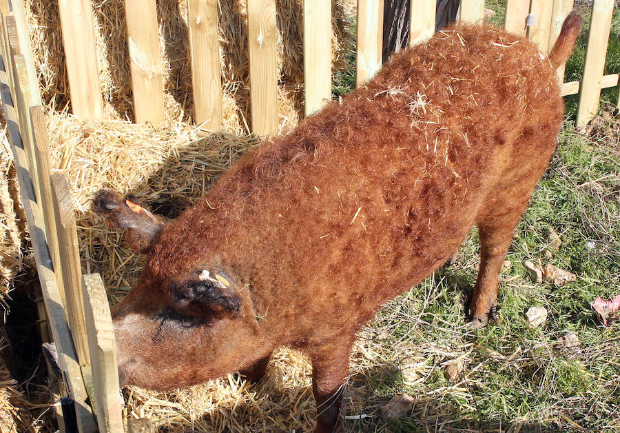 Matanza del cerdo mangalica en Carbonero el Mayor (Segovia)