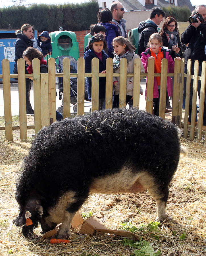 Matanza del cerdo mangalica en Carbonero el Mayor (Segovia)