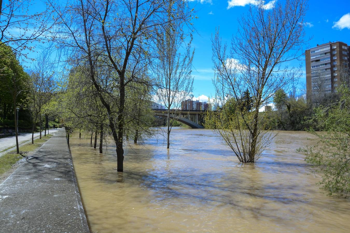 Crecida del Pisuerga a su paso por Valladolid (2/2)