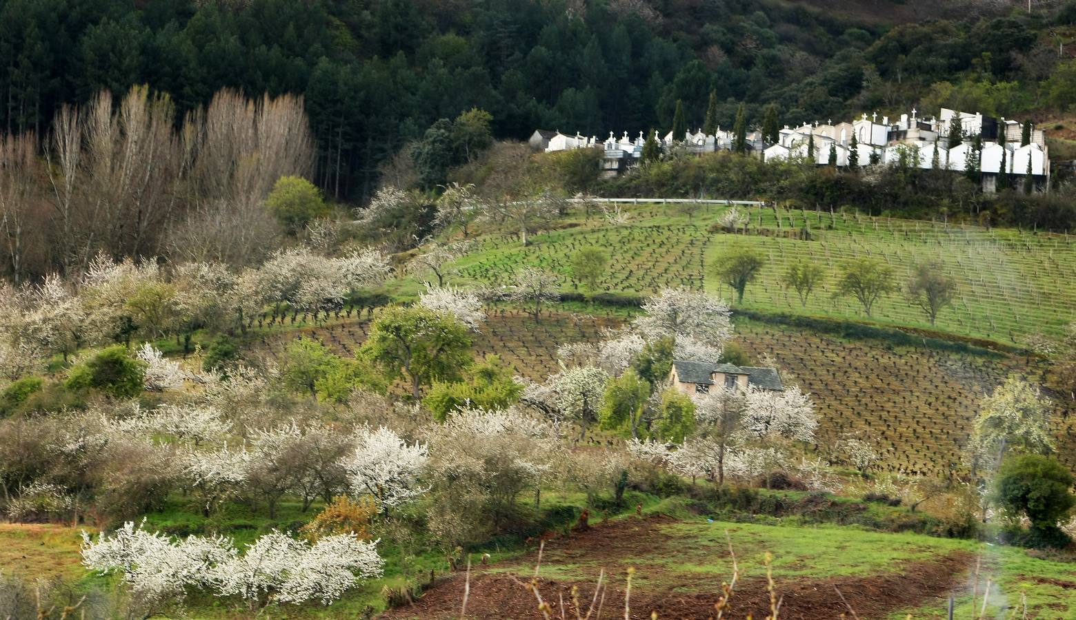 Explosión de color en el Jerte berciano
