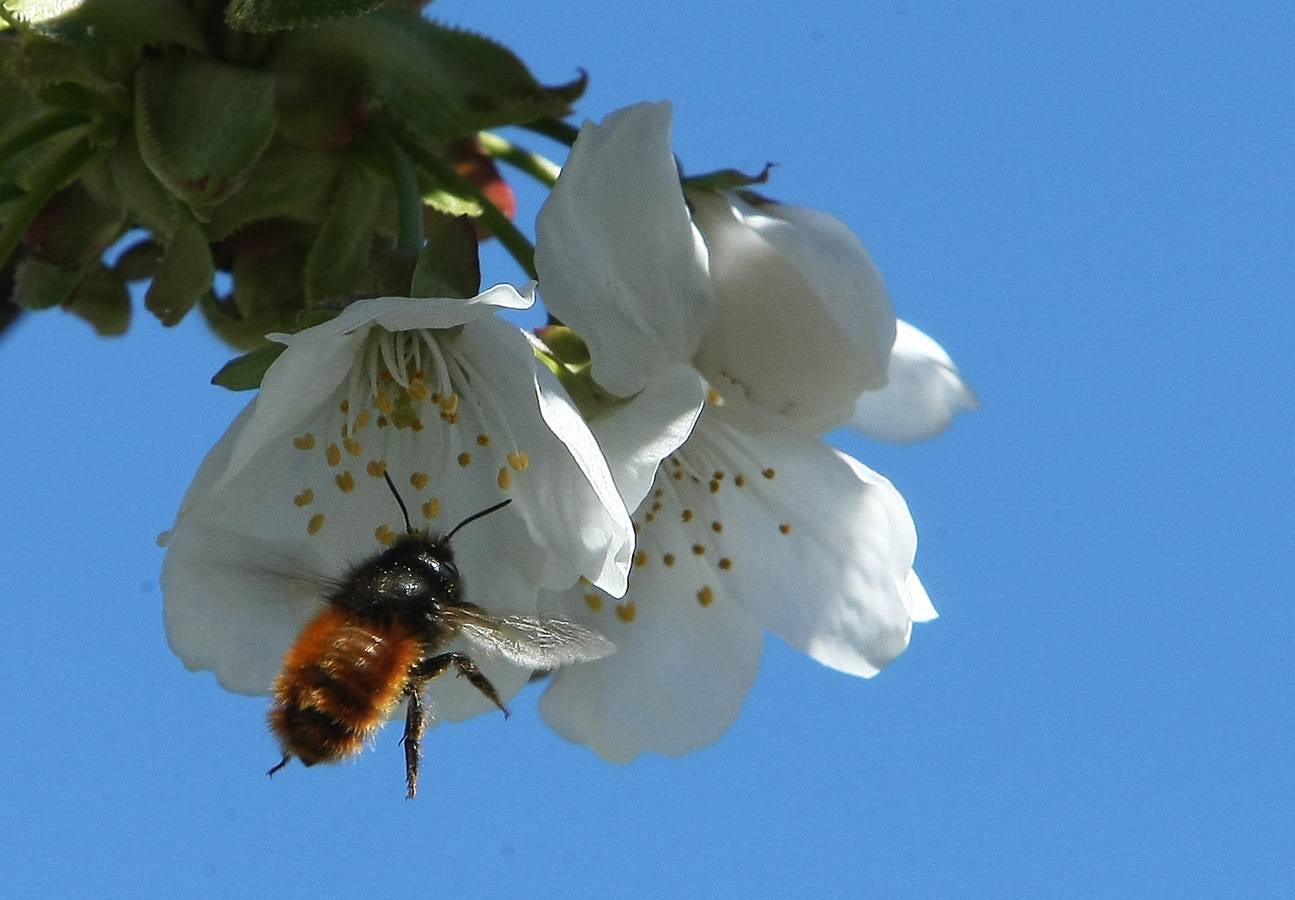Explosión de color en el Jerte berciano