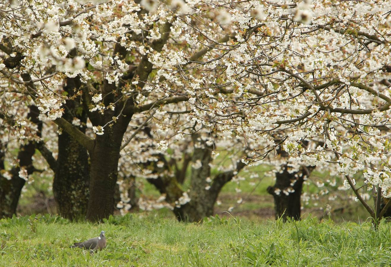 Explosión de color en el Jerte berciano
