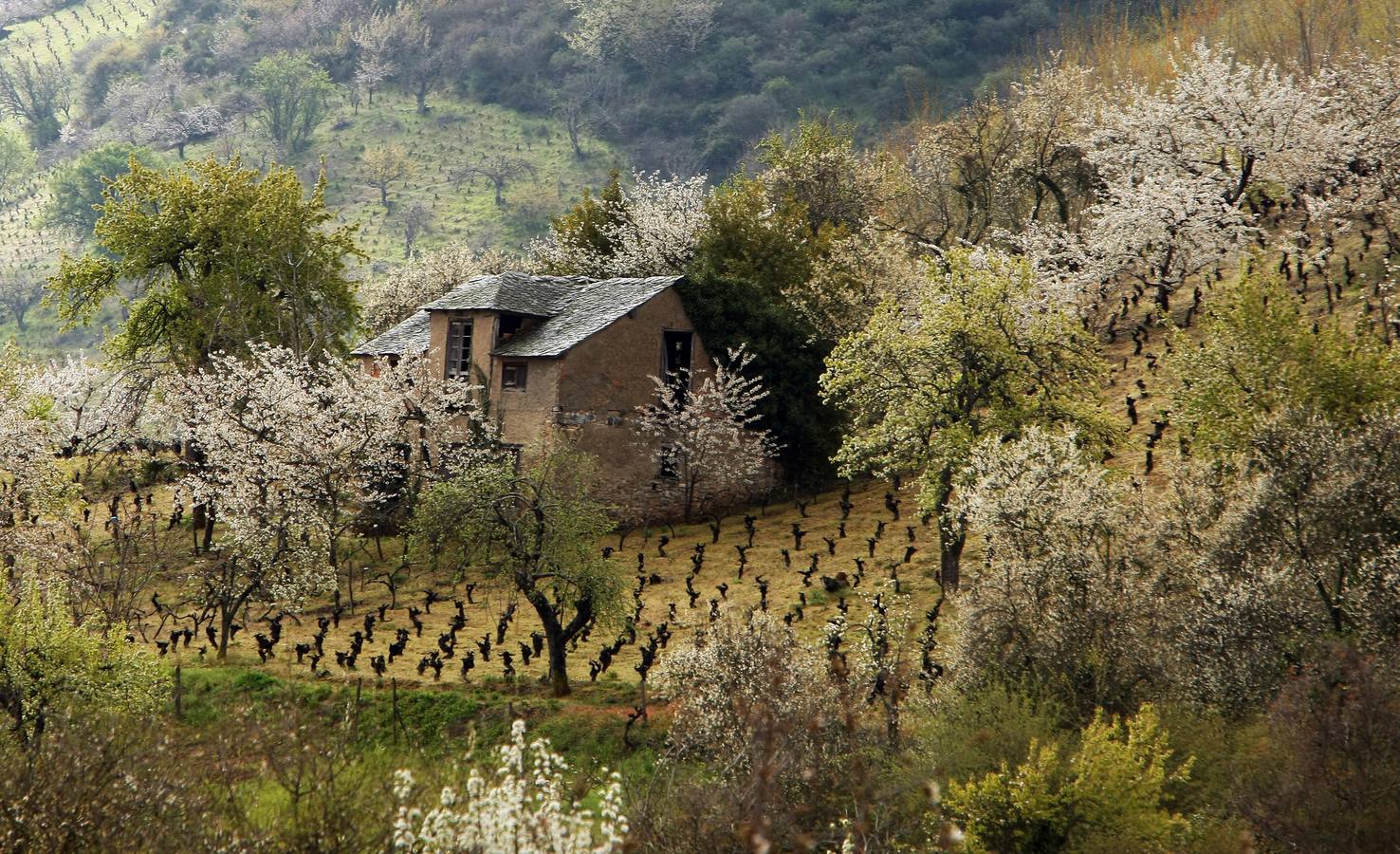 Explosión de color en el Jerte berciano