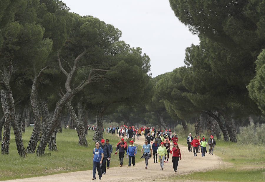 XXXIX edición de la Marcha de Asprona (2/2)