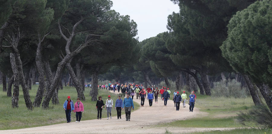 XXXIX edición de la Marcha de Asprona (2/2)