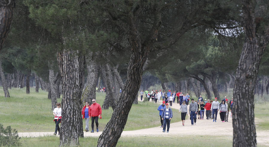 XXXIX edición de la Marcha de Asprona (2/2)