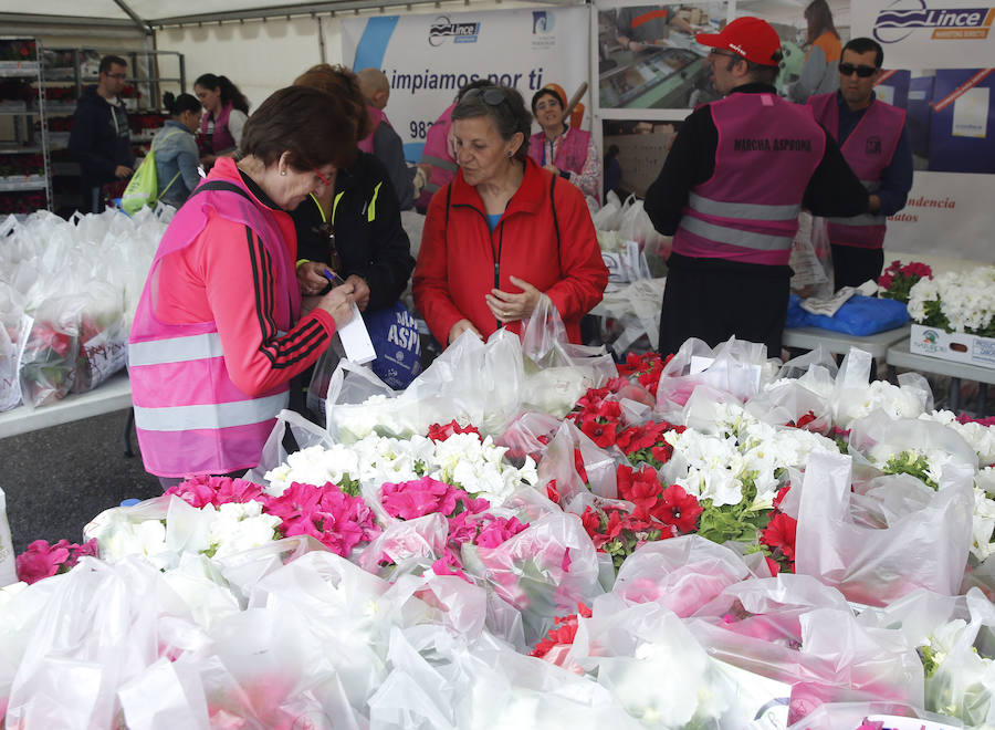 XXXIX edición de la Marcha de Asprona (2/2)