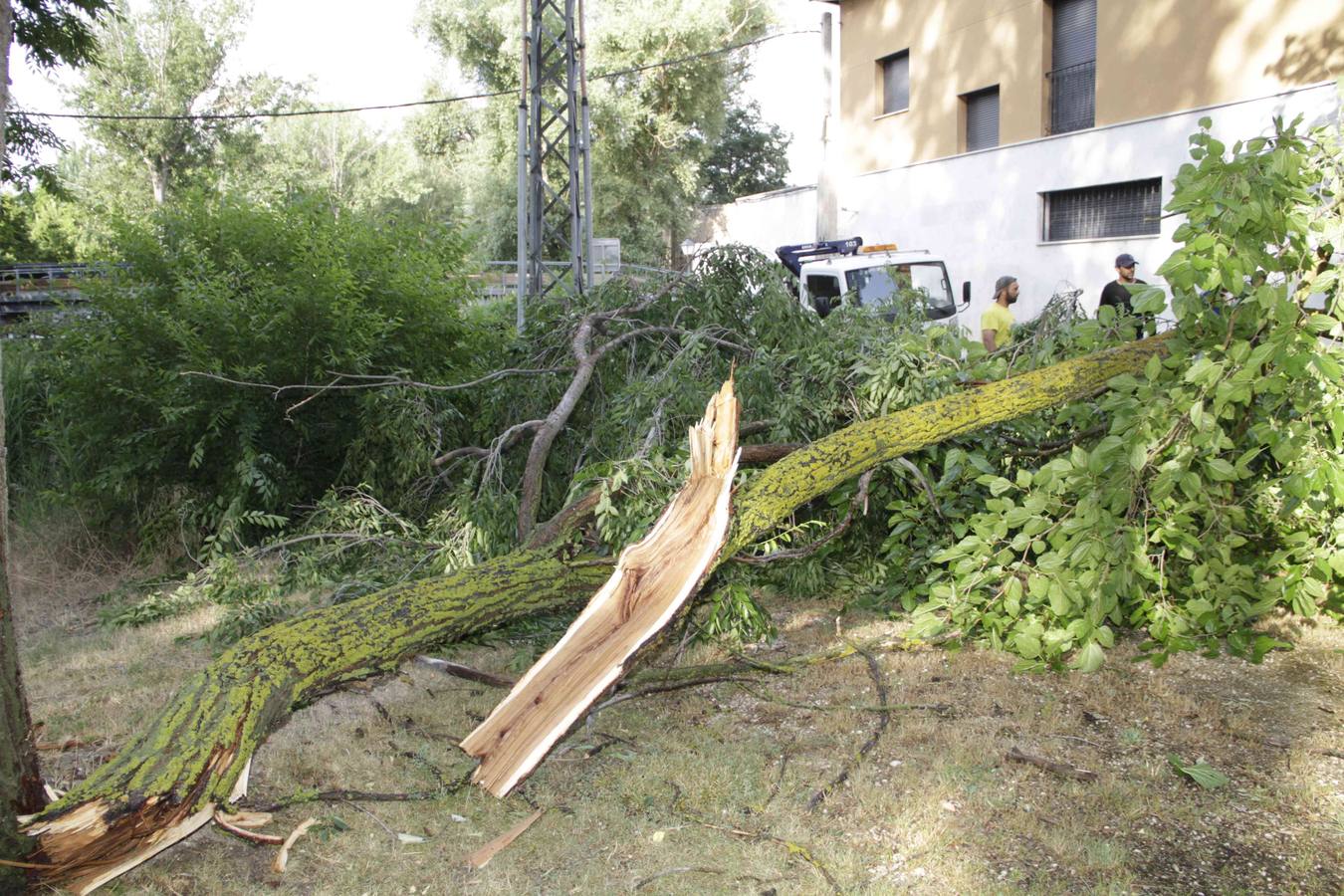 Una rama de grandes dimensiones cae al suelo en el parque público Pedro Burgueño de Peñafiel