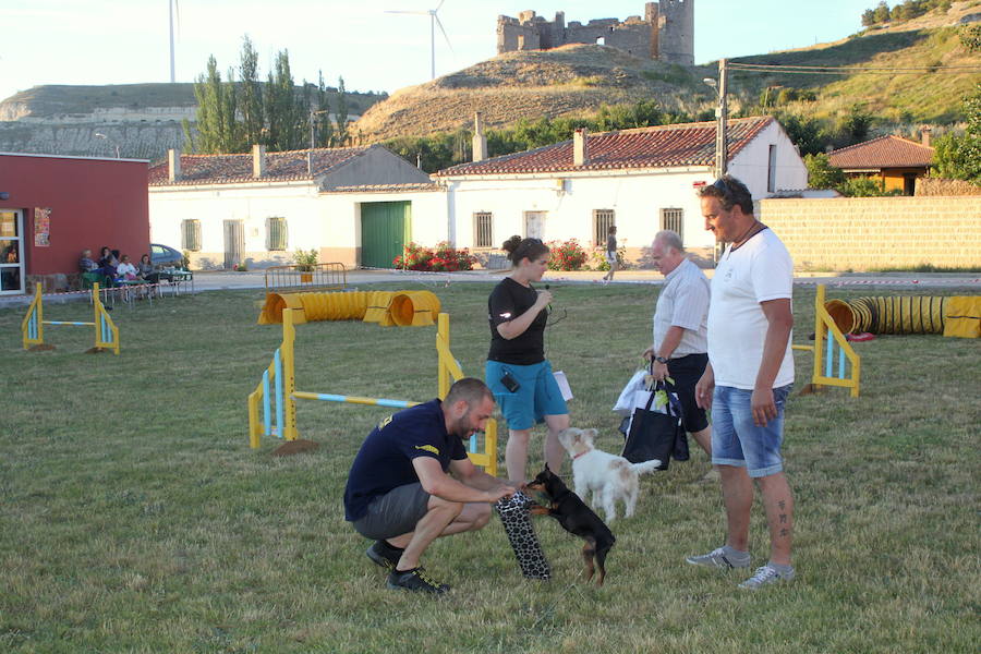 Exhibición canina en Hornillos (Palencia)