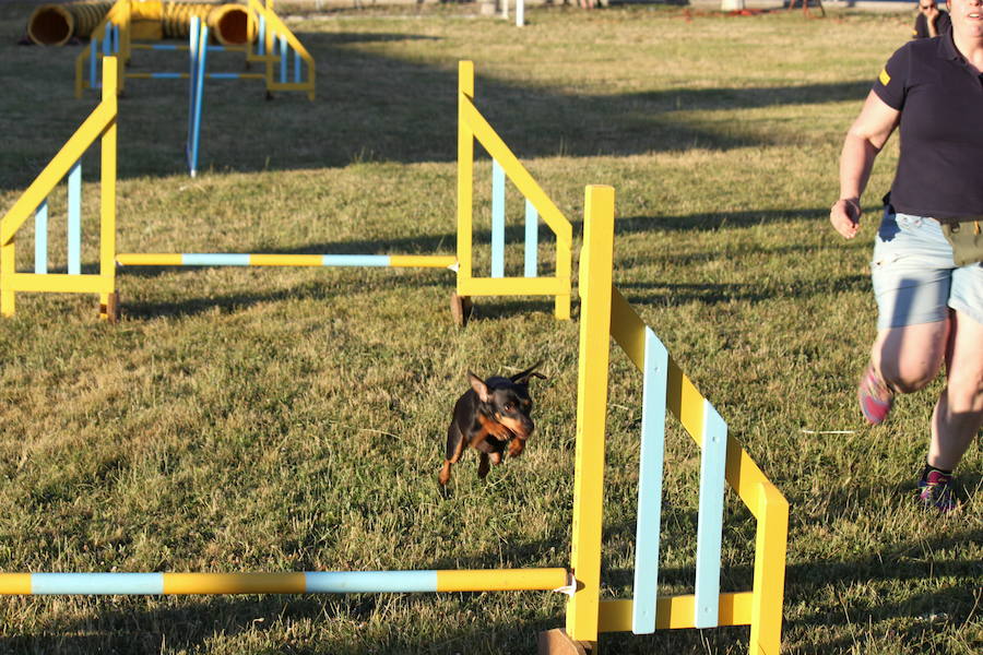 Exhibición canina en Hornillos (Palencia)