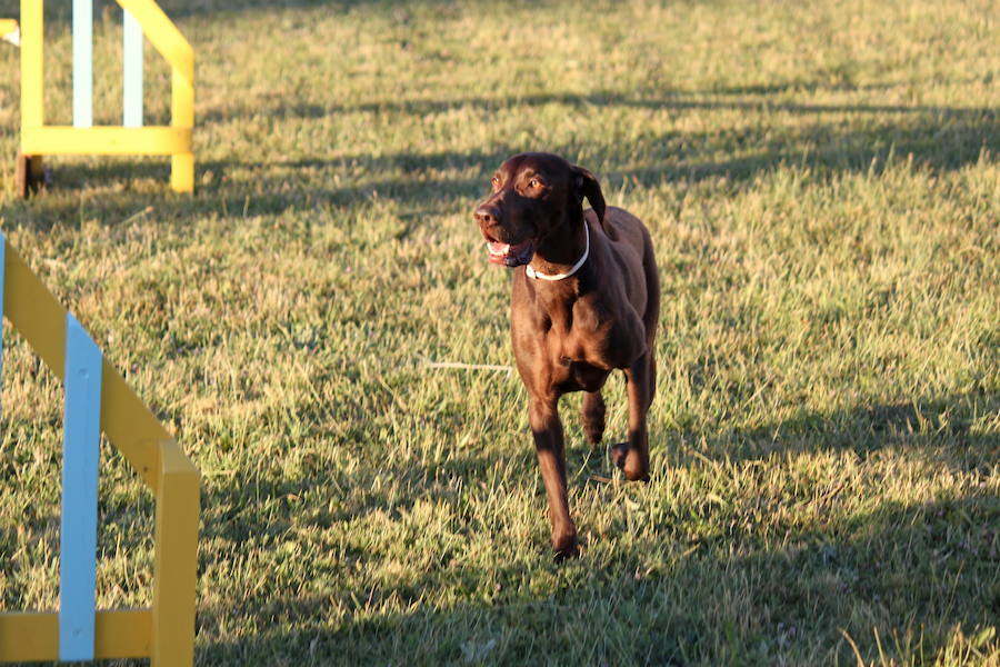Exhibición canina en Hornillos (Palencia)