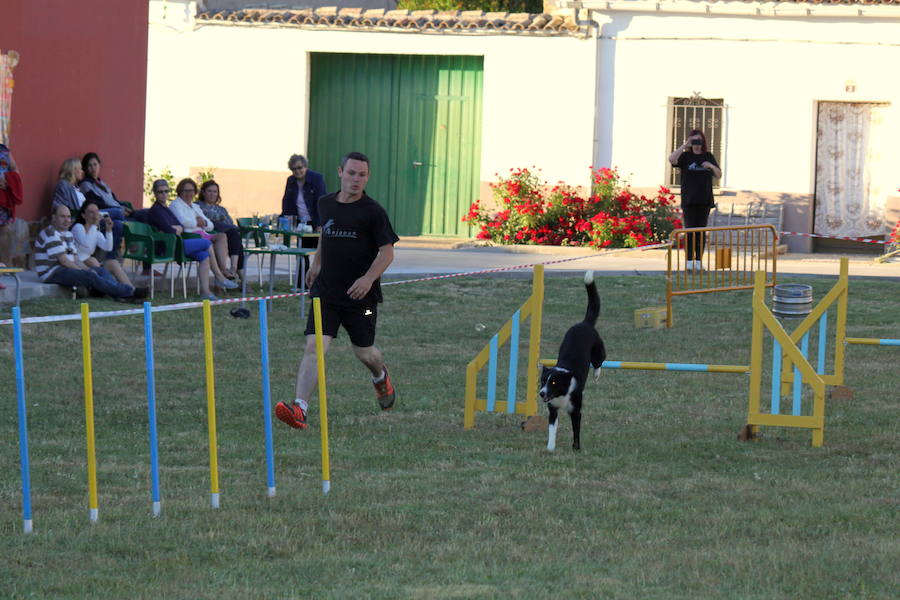 Exhibición canina en Hornillos (Palencia)