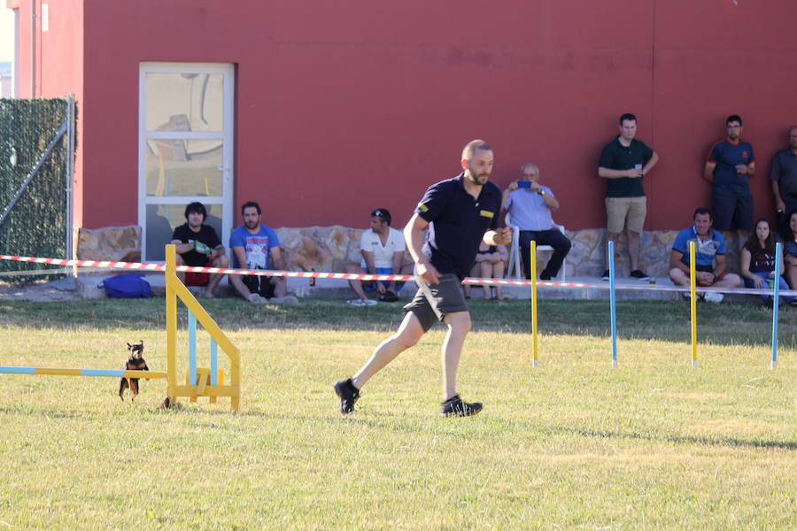 Exhibición canina en Hornillos (Palencia)