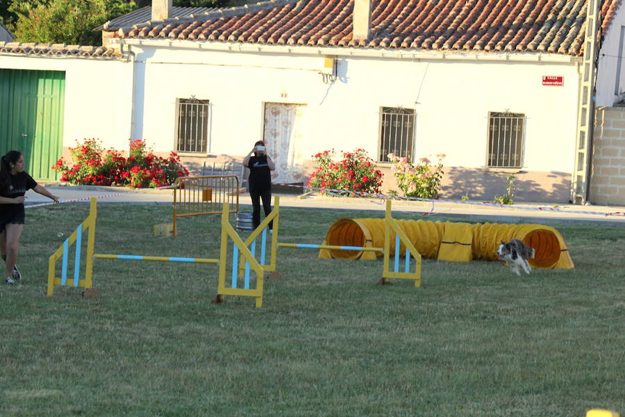 Exhibición canina en Hornillos (Palencia)