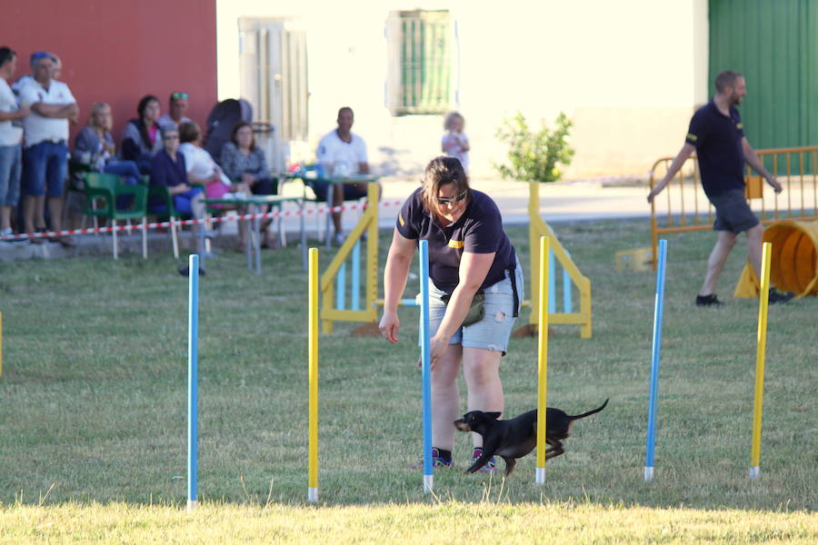 Exhibición canina en Hornillos (Palencia)