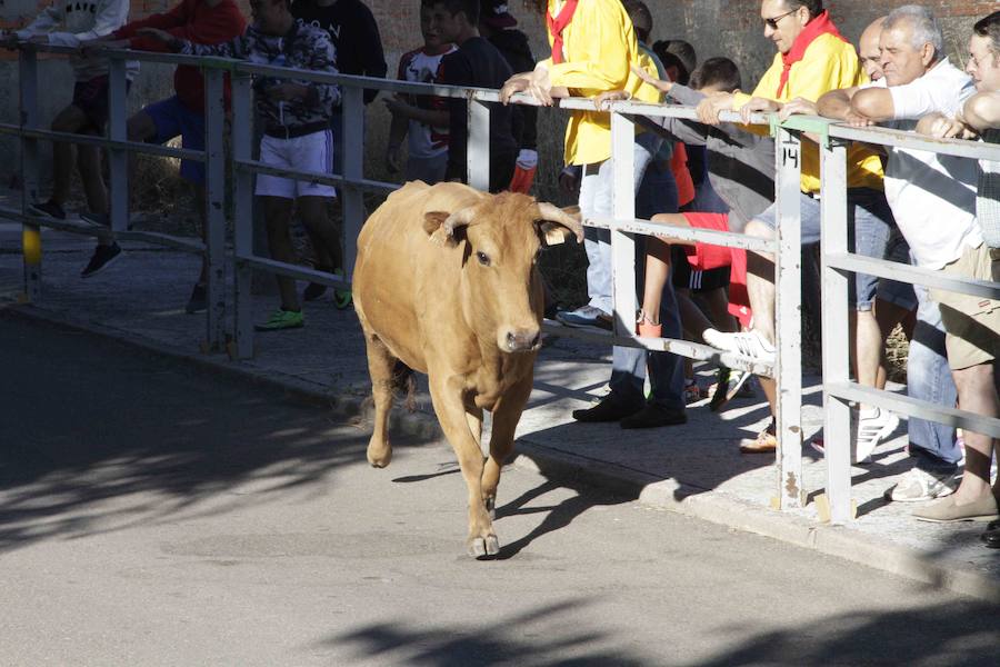 Capea y primer encierro en Campaspero