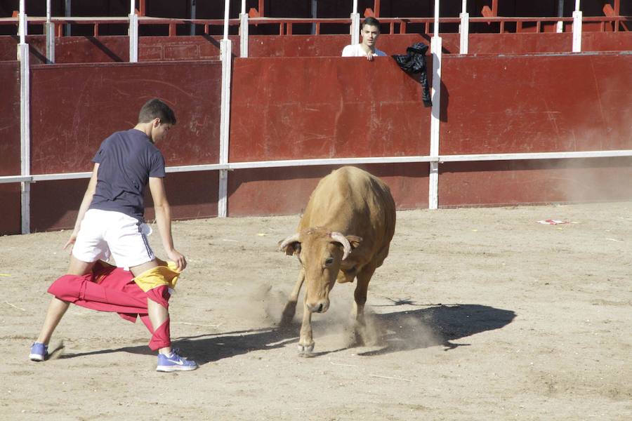 Capea y primer encierro en Campaspero