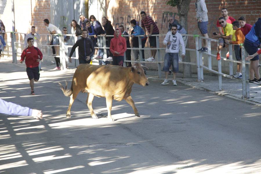 Capea y primer encierro en Campaspero