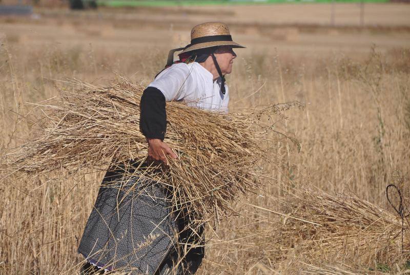 Fiesta de la siega en Nava del Rey
