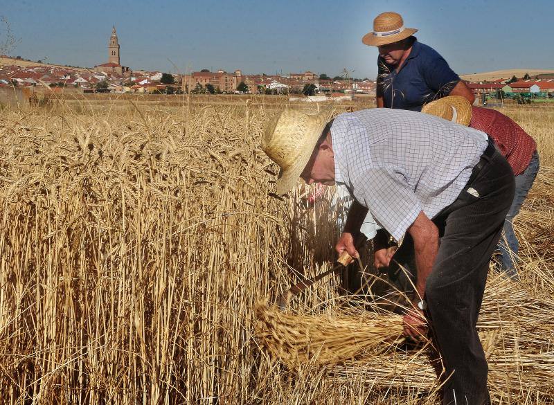 Fiesta de la siega en Nava del Rey