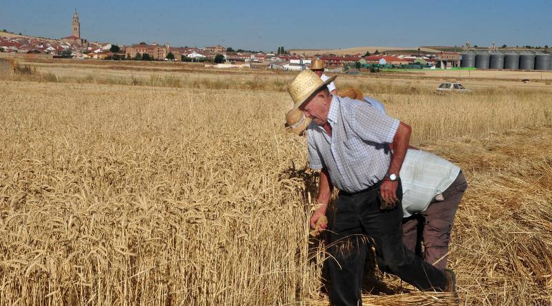 Fiesta de la siega en Nava del Rey