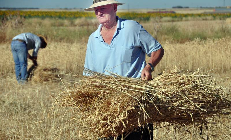 Fiesta de la siega en Nava del Rey