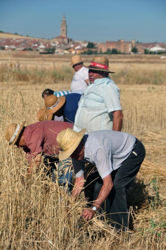 Fiesta de la siega en Nava del Rey