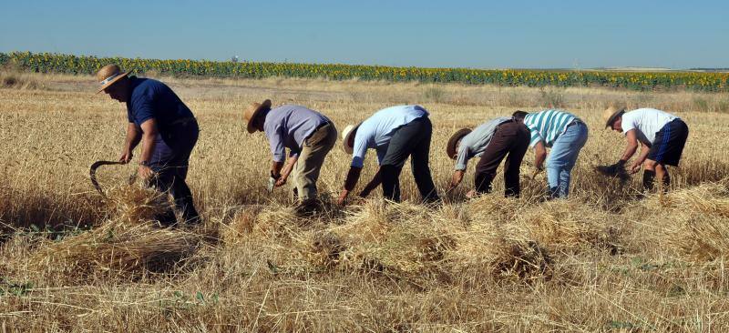 Fiesta de la siega en Nava del Rey