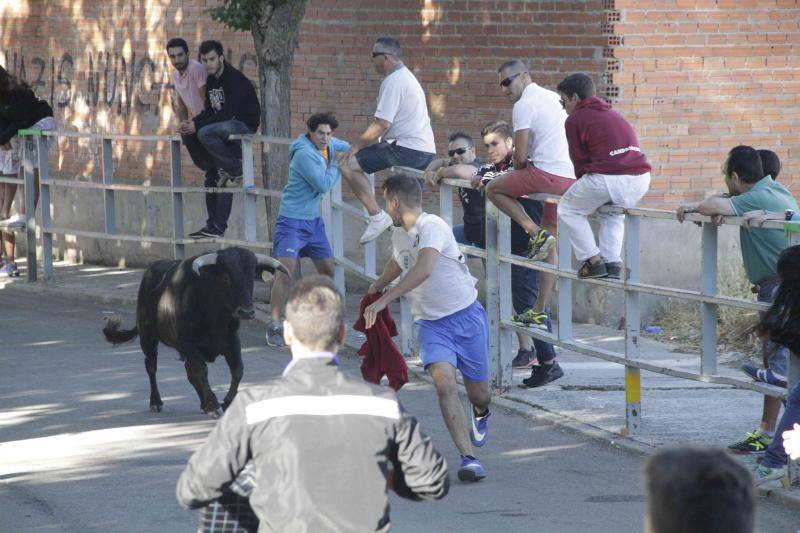 Segundo encierro y capea matinal en Campaspero
