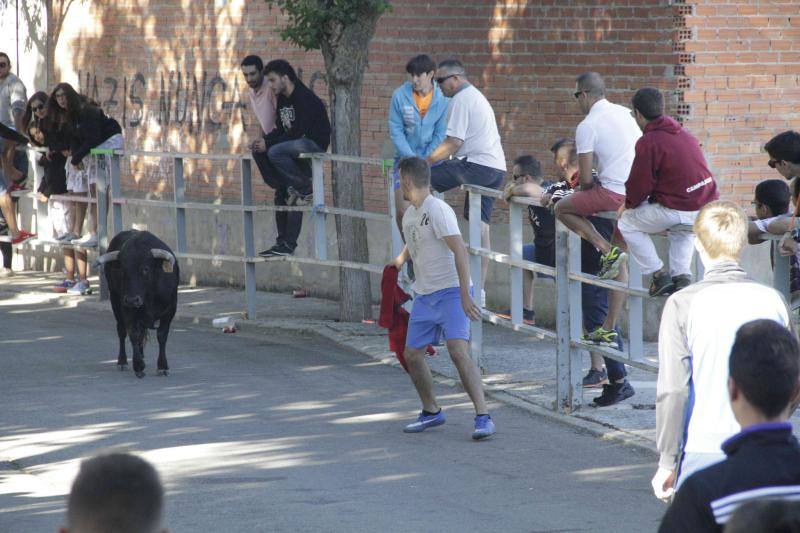 Segundo encierro y capea matinal en Campaspero