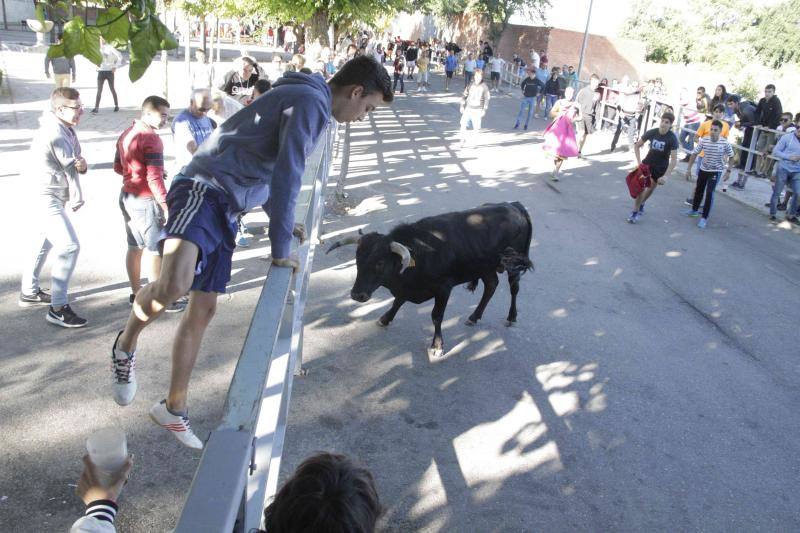 Segundo encierro y capea matinal en Campaspero