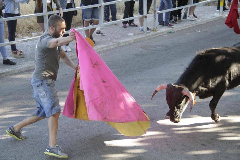 Segundo encierro y capea matinal en Campaspero