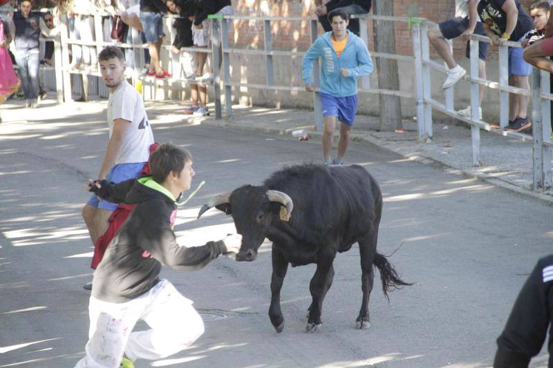 Segundo encierro y capea matinal en Campaspero