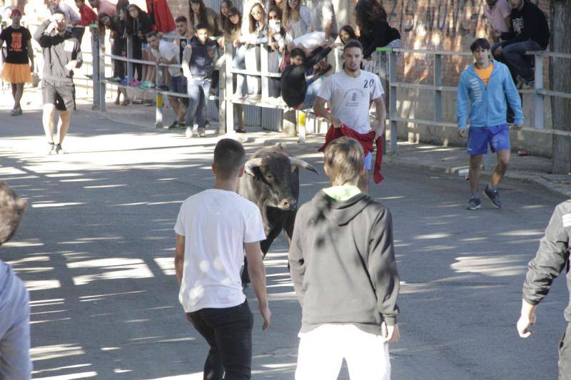 Segundo encierro y capea matinal en Campaspero