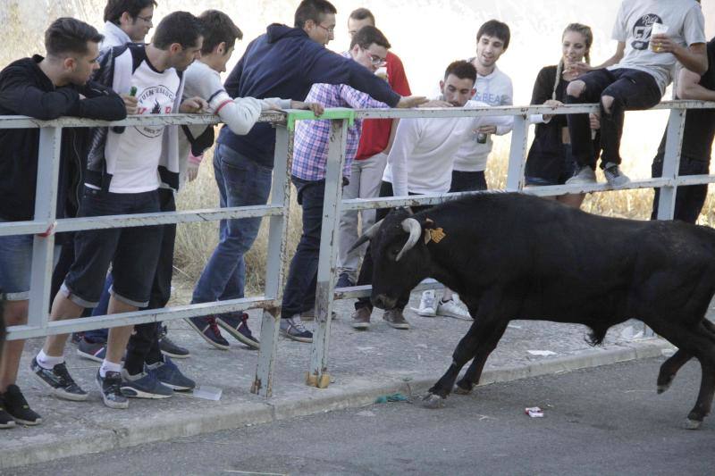 Segundo encierro y capea matinal en Campaspero