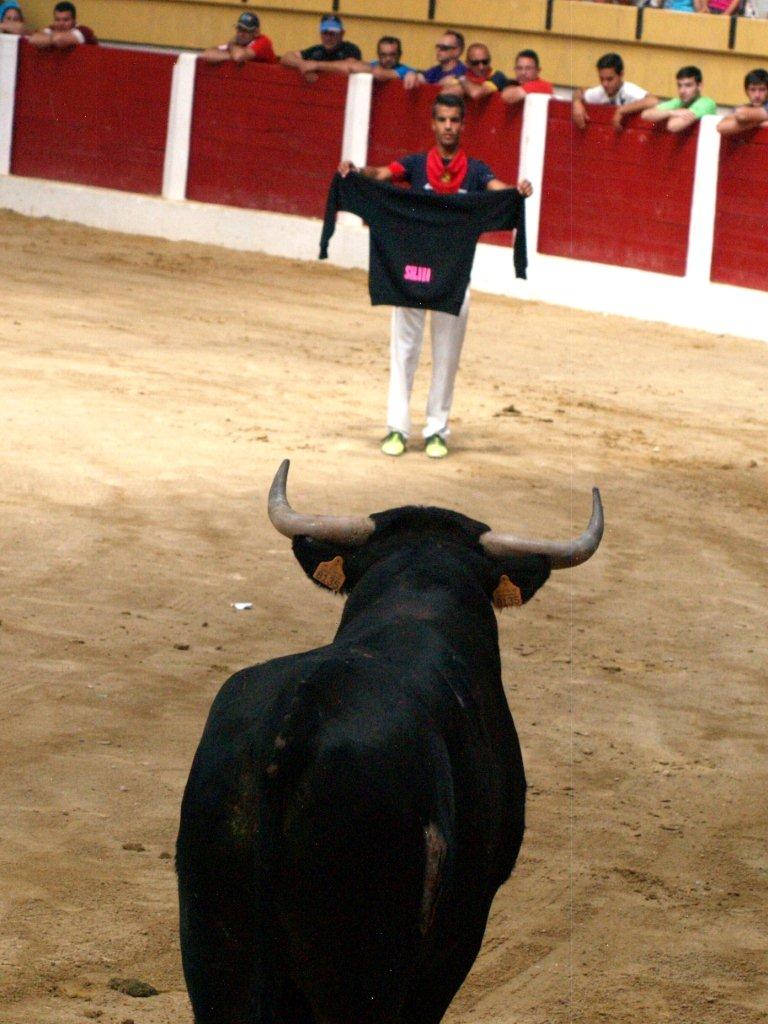 Encierro campero y probadilla en las fiestas de Íscar