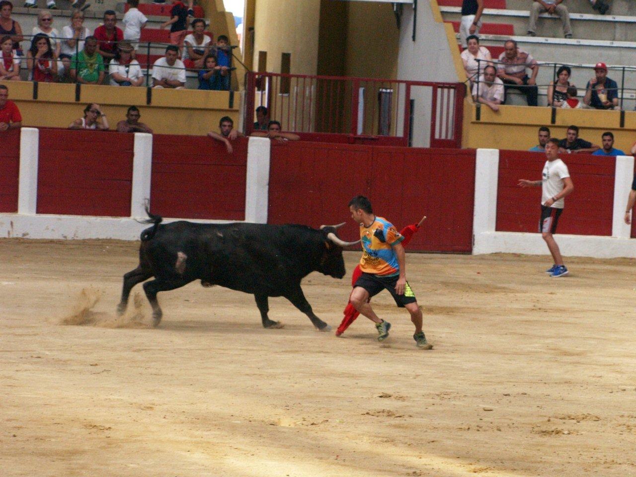 Encierro campero y probadilla en las fiestas de Íscar