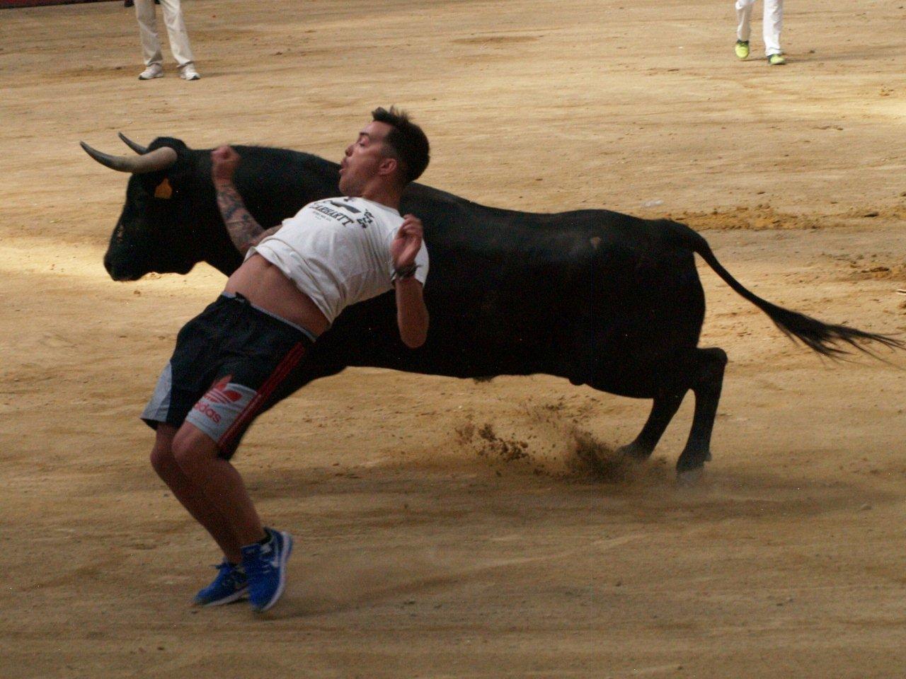 Encierro campero y probadilla en las fiestas de Íscar