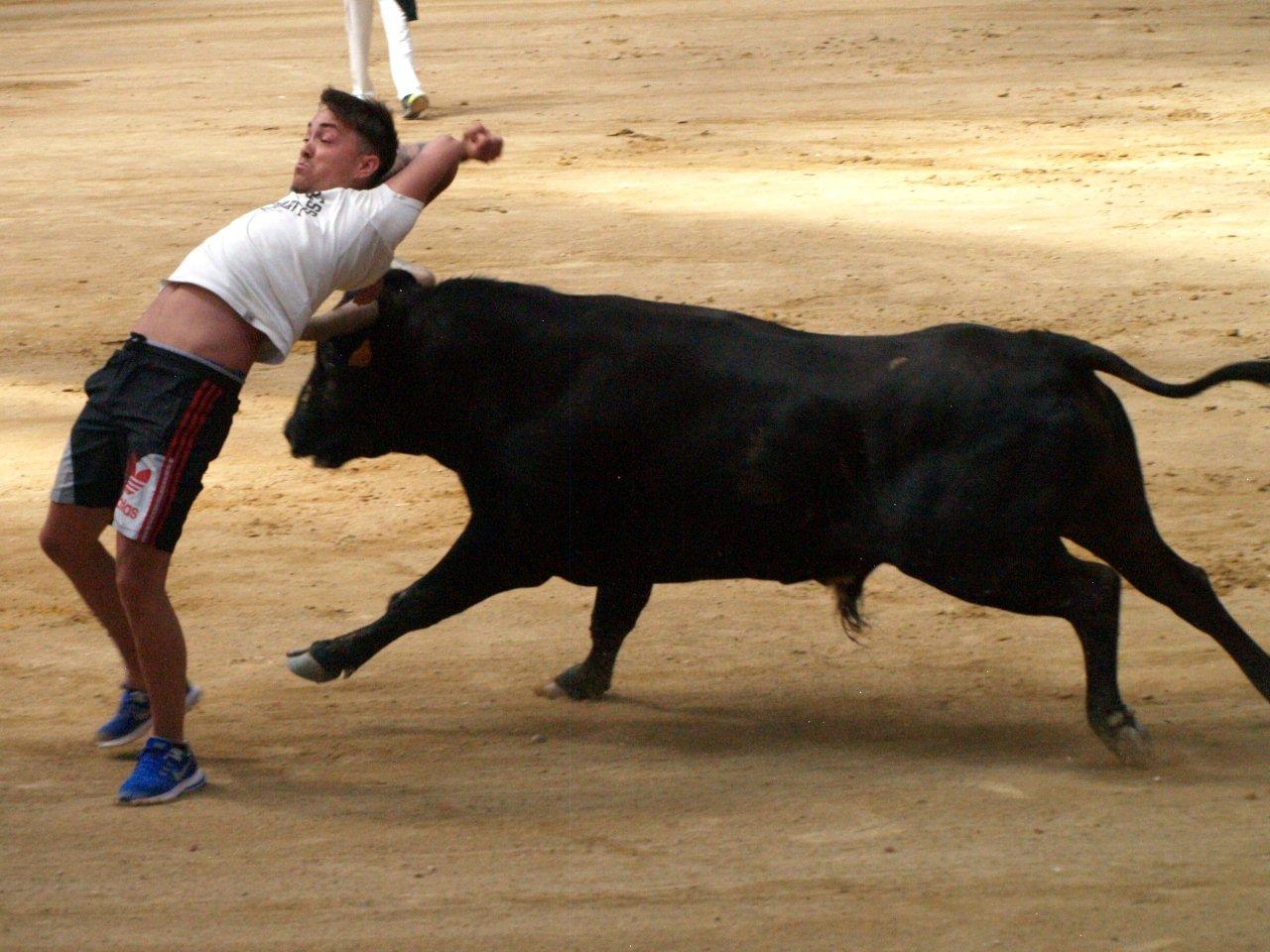 Encierro campero y probadilla en las fiestas de Íscar