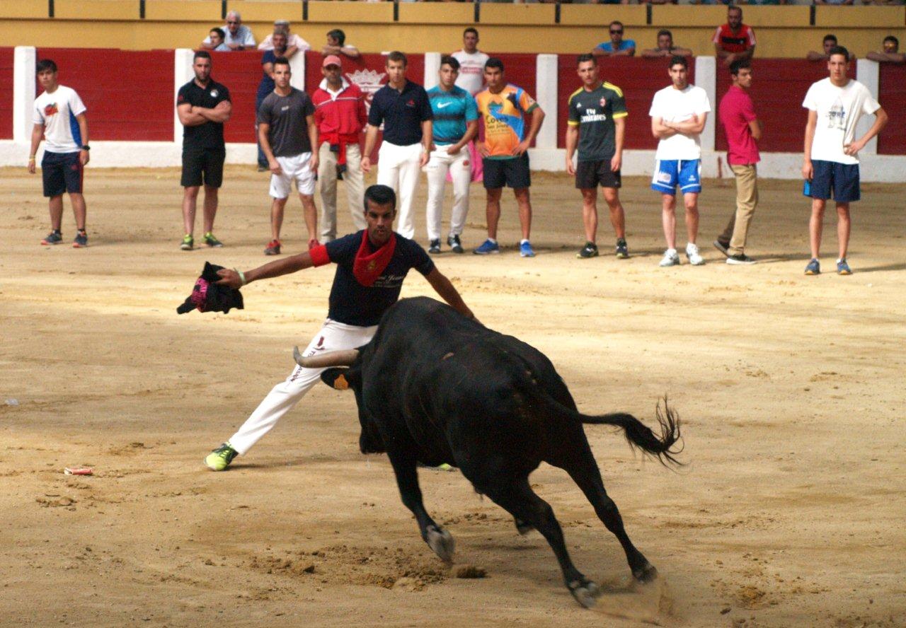 Encierro campero y probadilla en las fiestas de Íscar