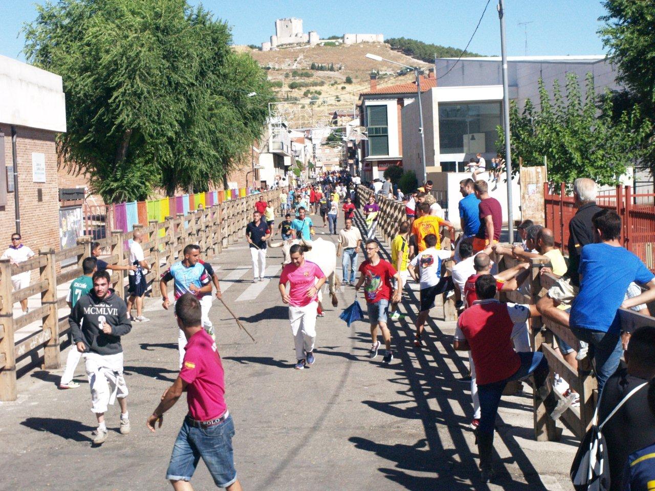 Encierro campero y probadilla en las fiestas de Íscar