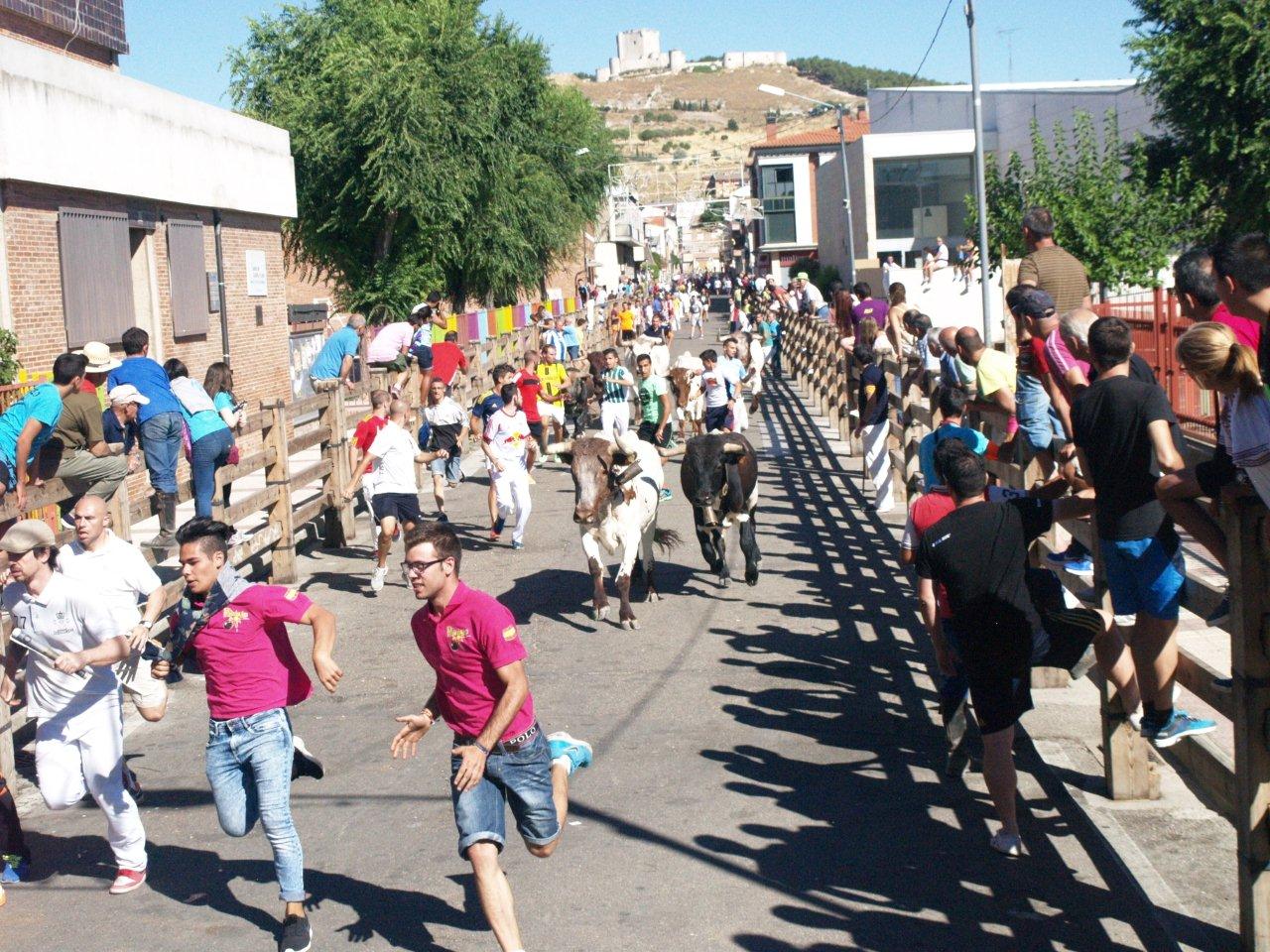 Encierro campero y probadilla en las fiestas de Íscar