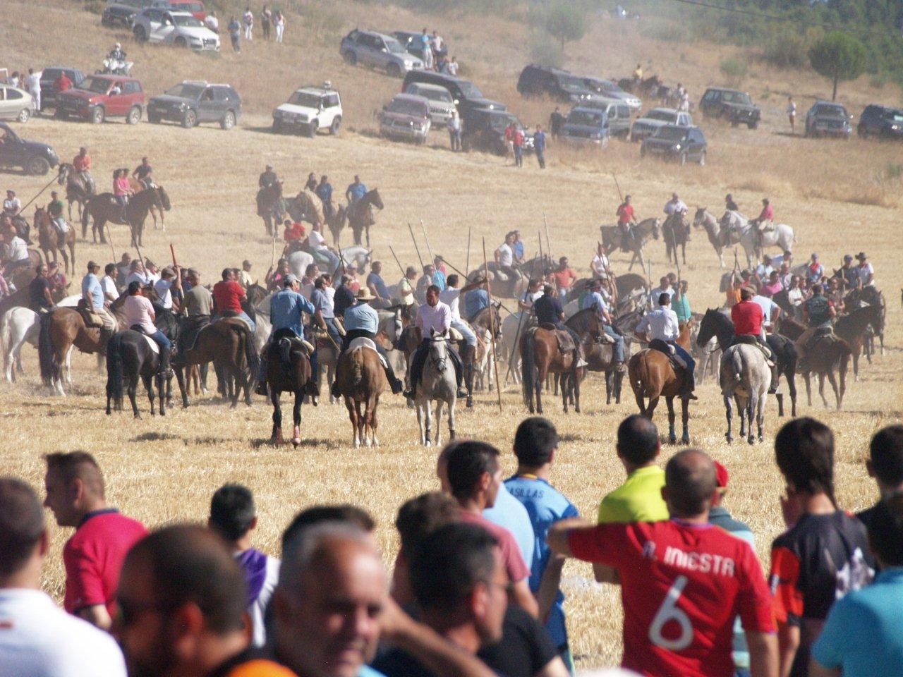 Encierro campero y probadilla en las fiestas de Íscar