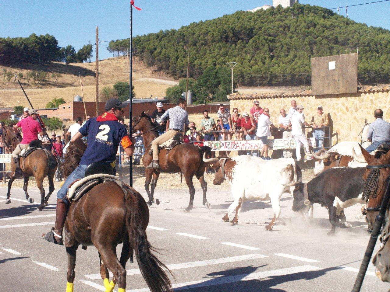 Encierro campero y probadilla en las fiestas de Íscar