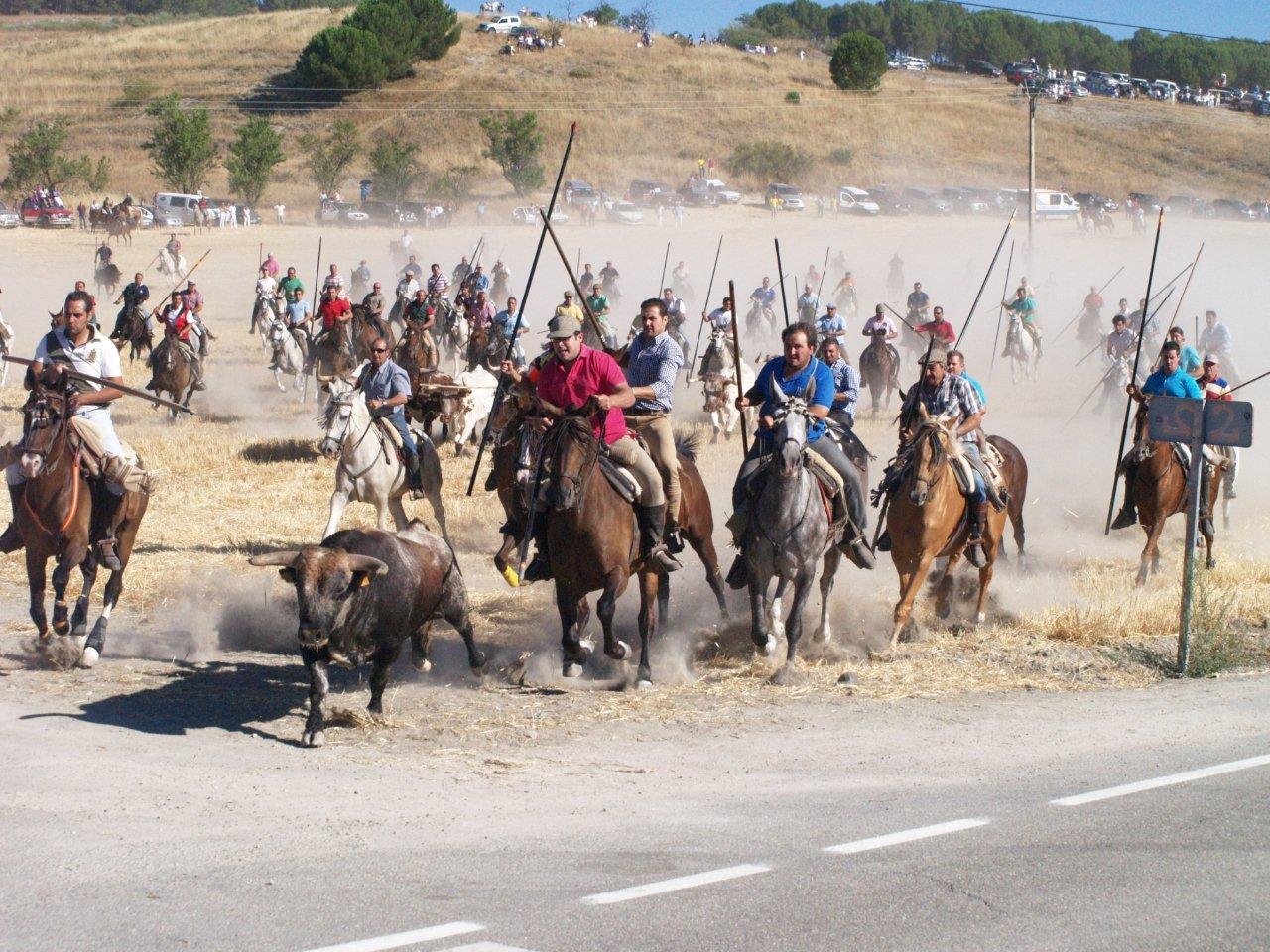Encierro campero y probadilla en las fiestas de Íscar