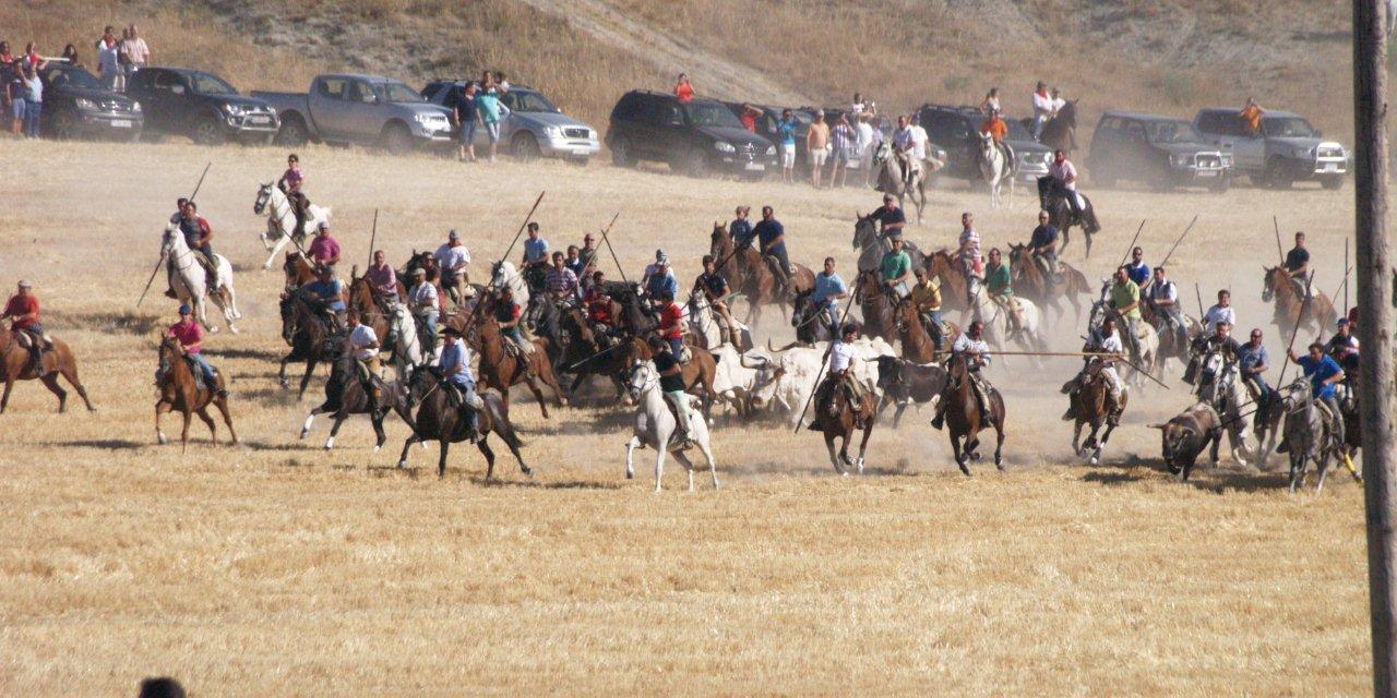 Encierro campero y probadilla en las fiestas de Íscar